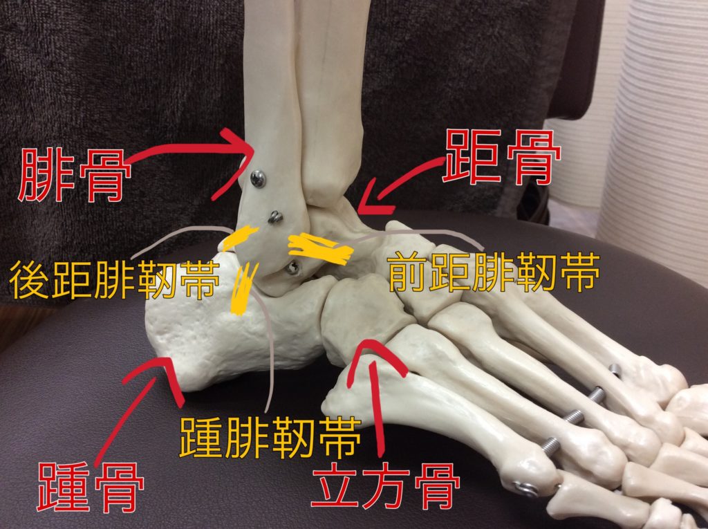 足関節外側の骨配置