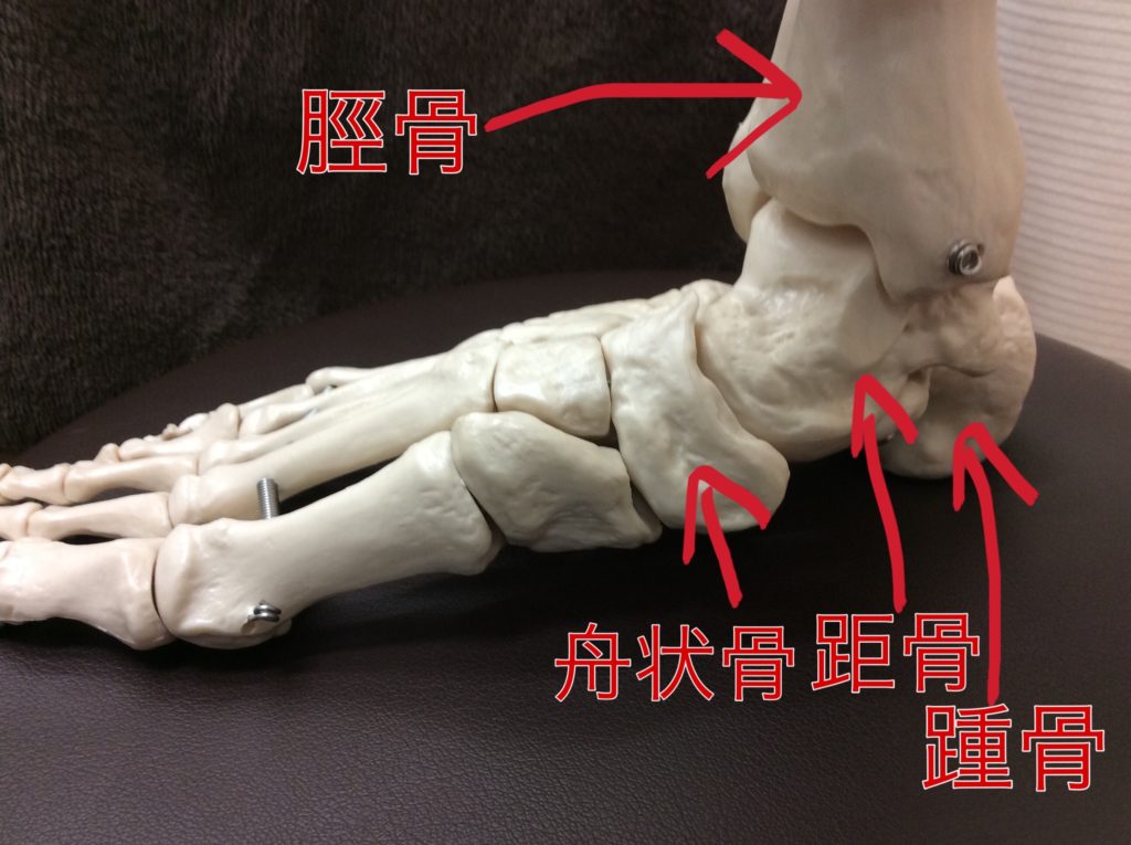 足関節内側の骨配置