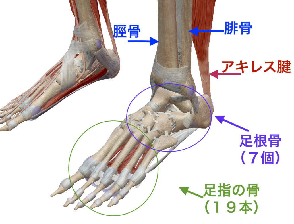 足関節の解剖図