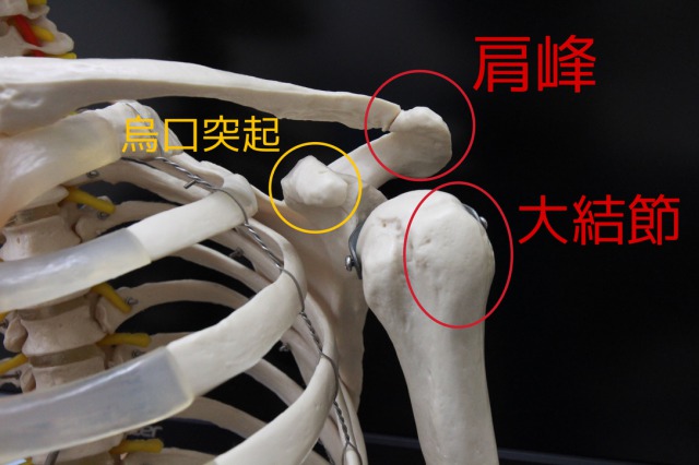 テニスのサーブで痛くなる肩関節の解剖学的原因