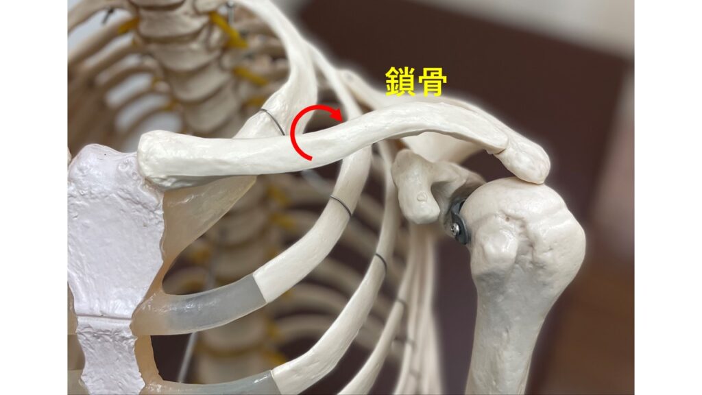 肩関節挙上時の関節の仕組み