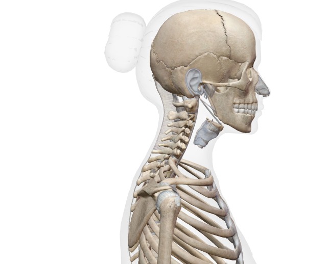 頚椎の解剖学的構造