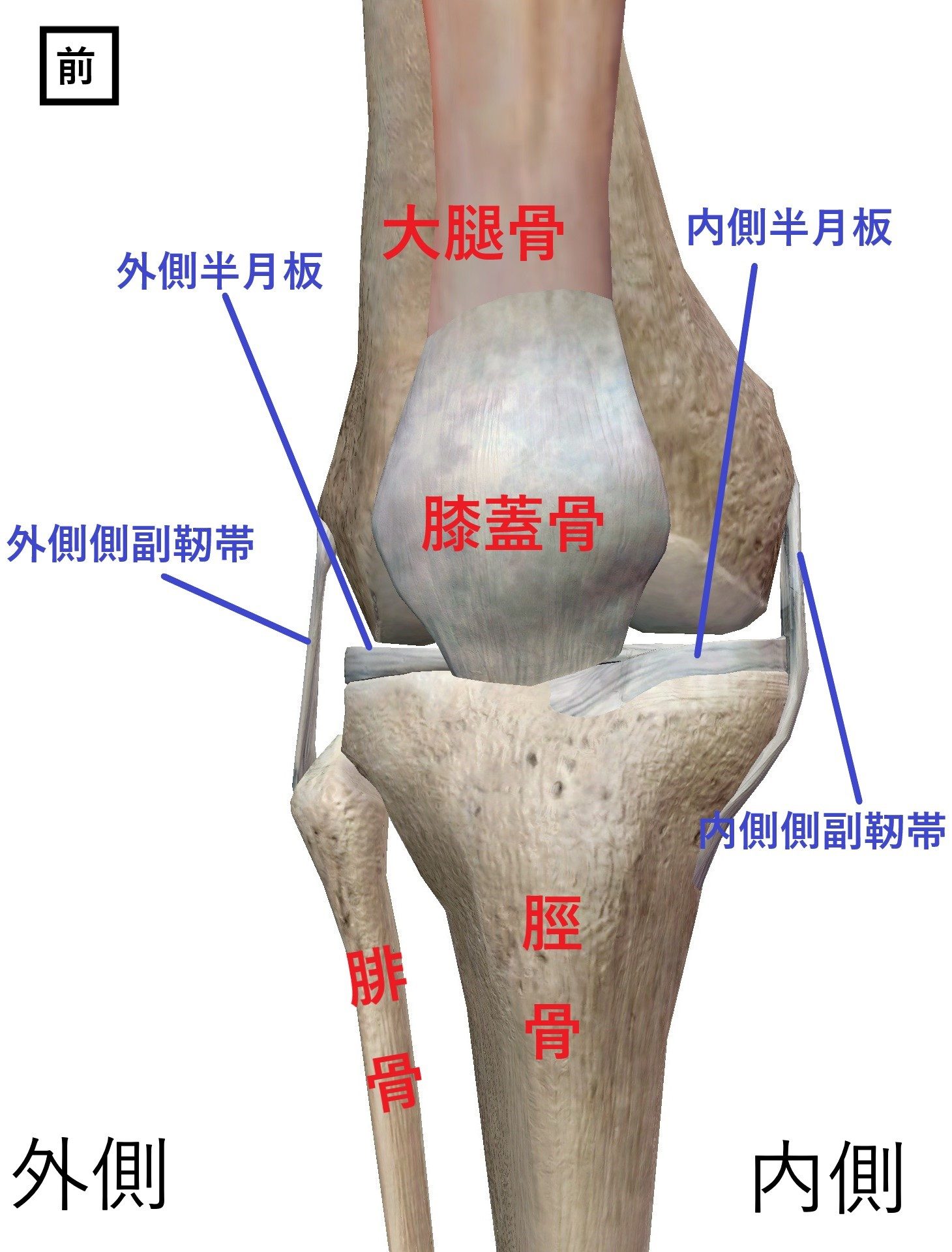 膝の解剖